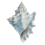 conch shell