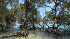 Lanternroot Hammock: The living edge of Rising Tides