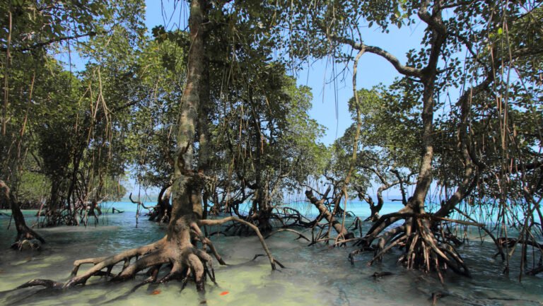 Lanternroot Hammock: The living edge of Rising Tides