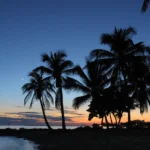 sunset and silhouetted palms on Key West beach.