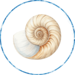 nautilus shell