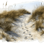 A path through the sand dunes to the beach.